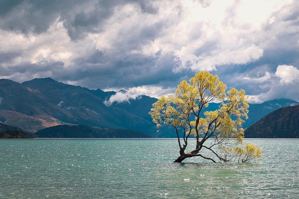 That Wanaka Tree