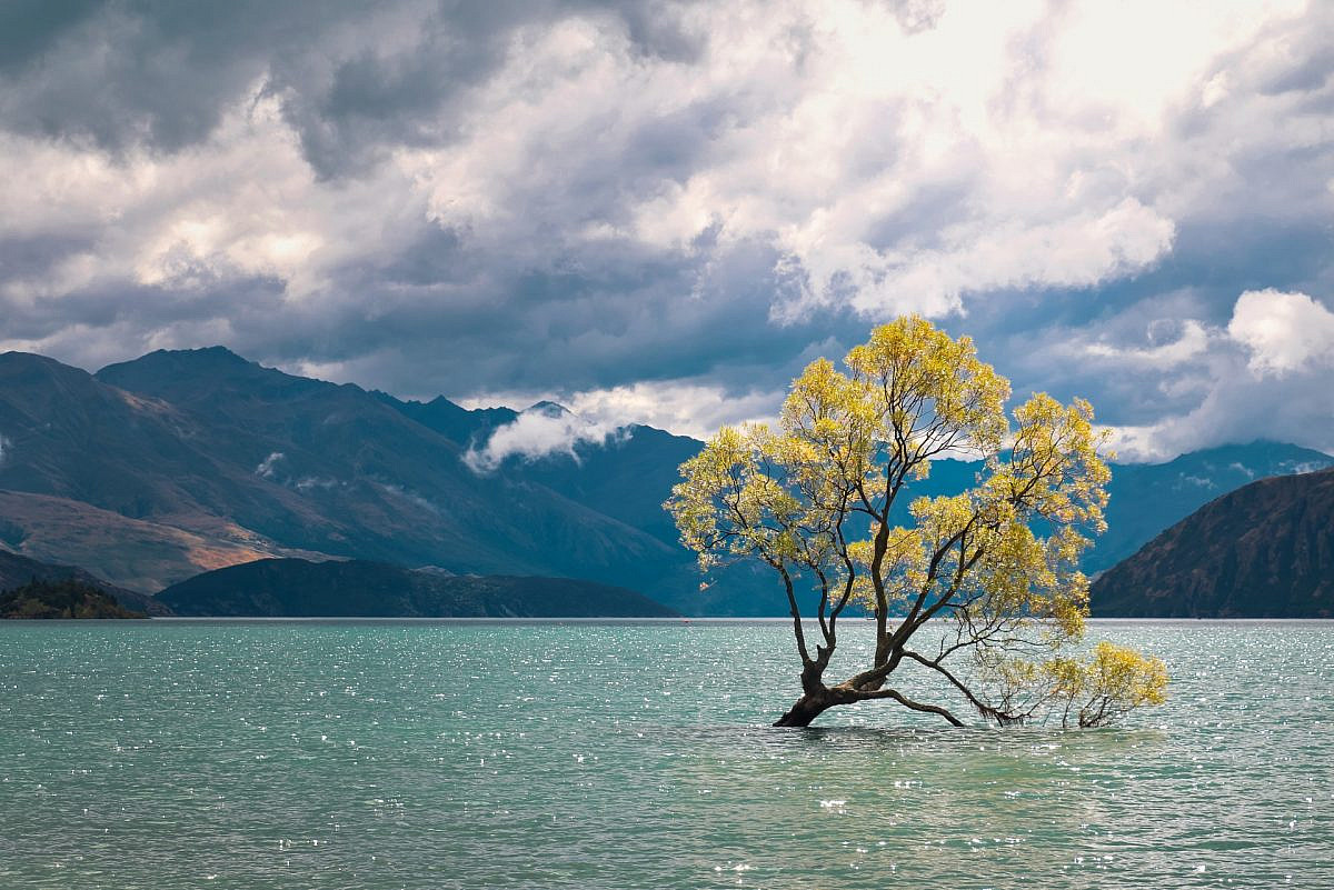 That Wanaka Tree