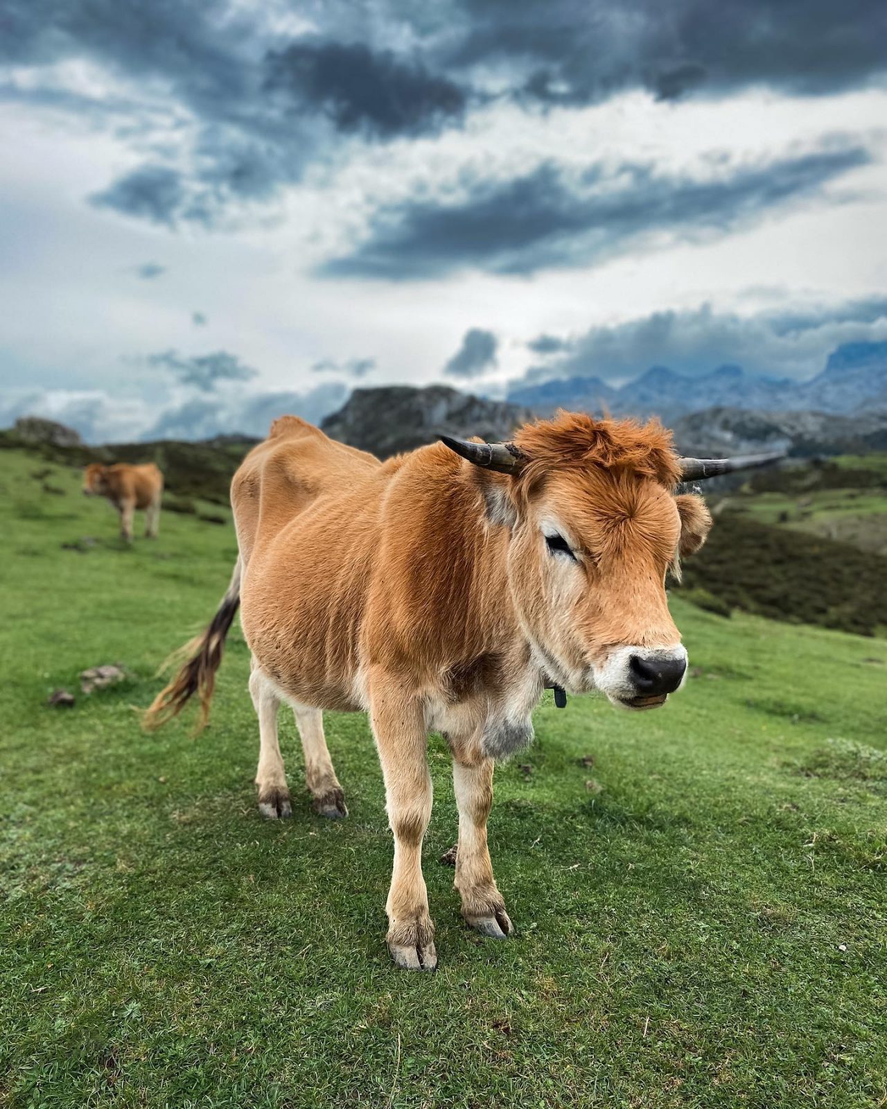 Picos de Europa