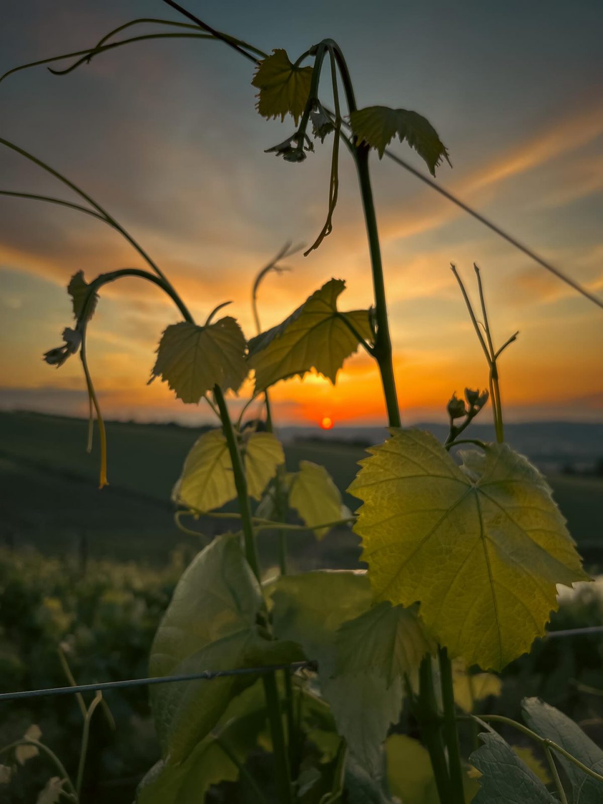 Tuscany