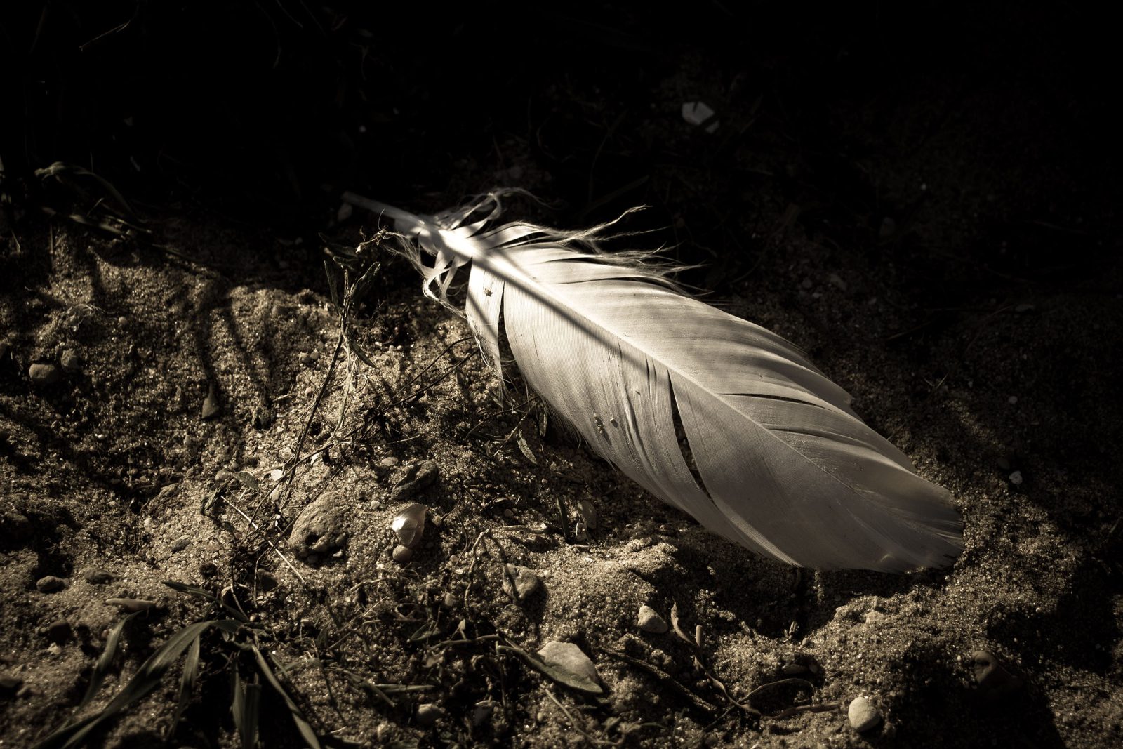 Transience