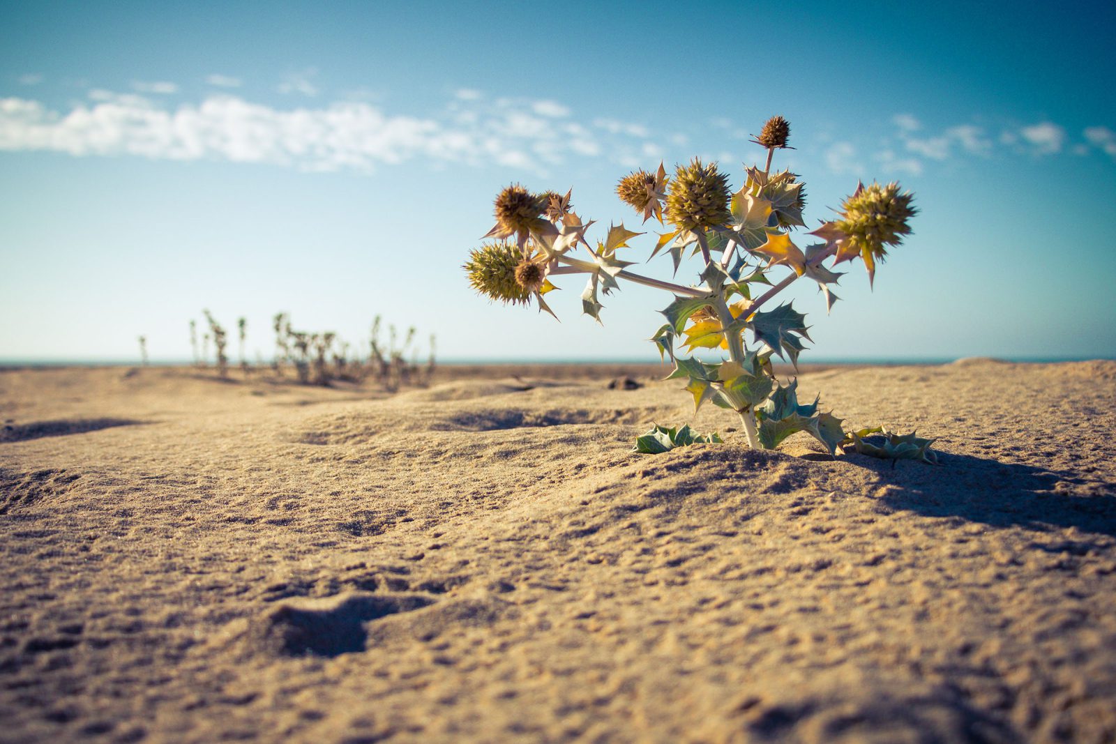 Sardinia