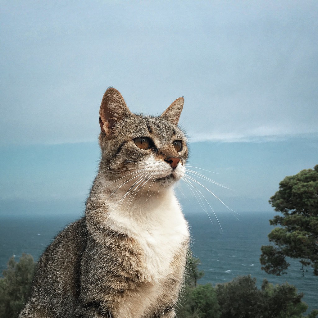 Sea lover